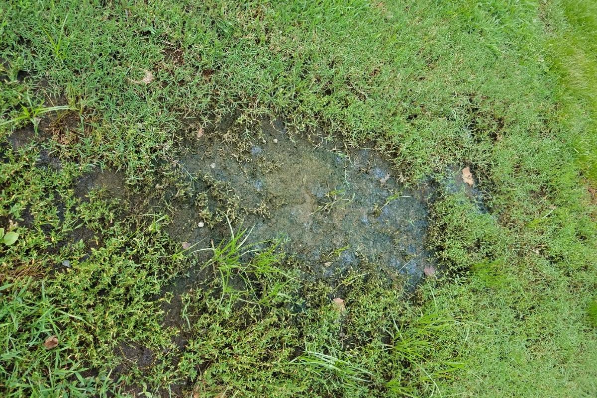 Why You Should Not Mow Wet Grass